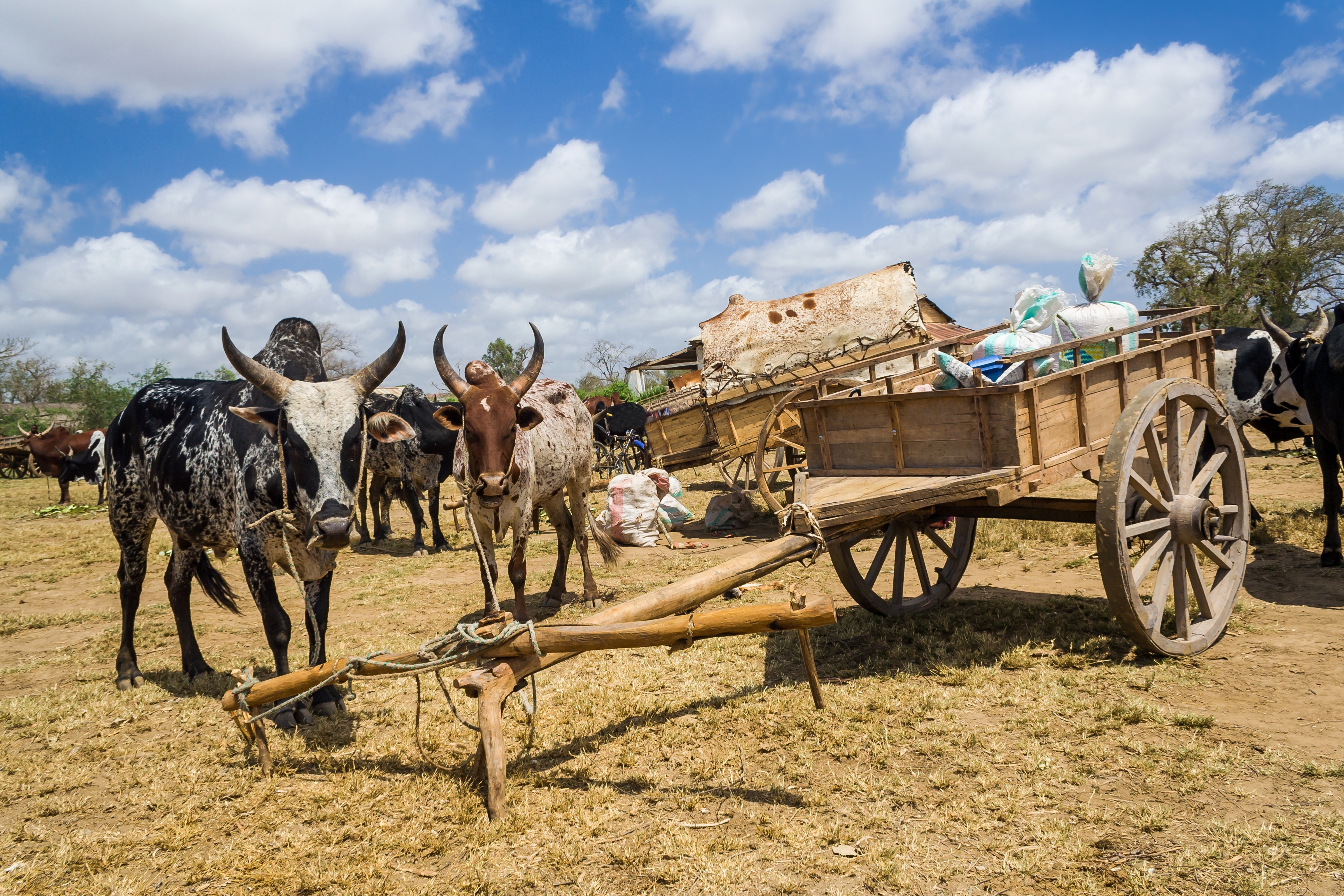 Cattle Disease Model Points To Outbreak Risk   Cattle Zebus 20cattle Pierivb IStock Thinkstock 487360501 