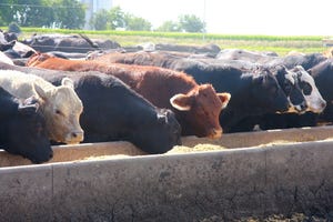 Cattle at feed bunk