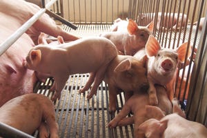 Scientists discover how some pigs cope in cold climates