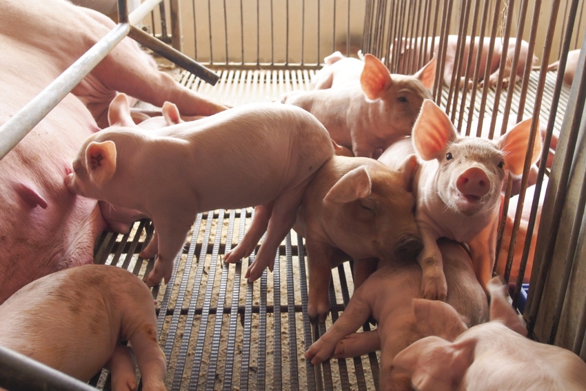 Scientists discover how some pigs cope in cold climates