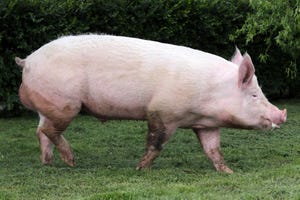 boar pig in pasture_acceptfoto_iStock_Thinkstock-869822406.jpg