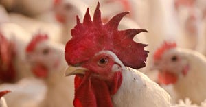 Senators push for end to Chinese poultry ban