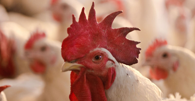 Research presented at World's Poultry Congress