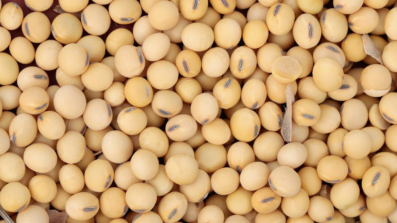 Food Factory Process Incobrasa opens $250M soy processing plant expansion