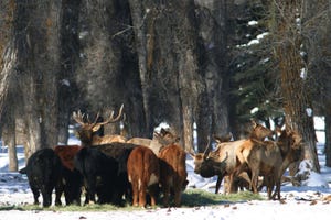Mapping tool tracks elk migration to reduce brucellosis risk