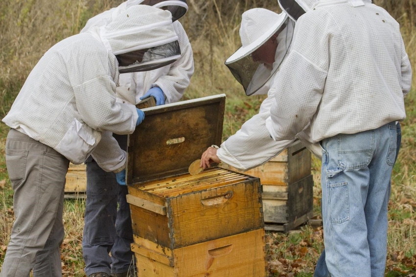 Fungus provides powerful medicine in fighting honeybee viruses