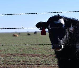 Texas AgriLife cattle herd coronavirus DSC_4242.jpg