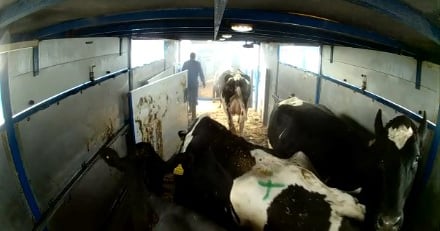 Transporting cull dairy cows may change animal well-being