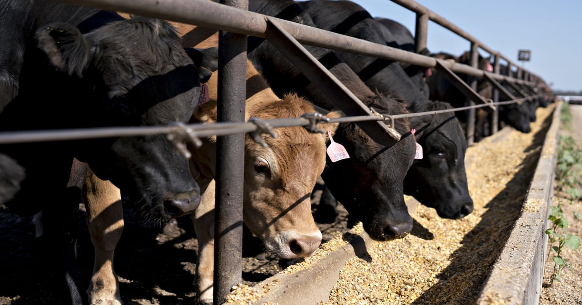 Nutrition considerations for beef production