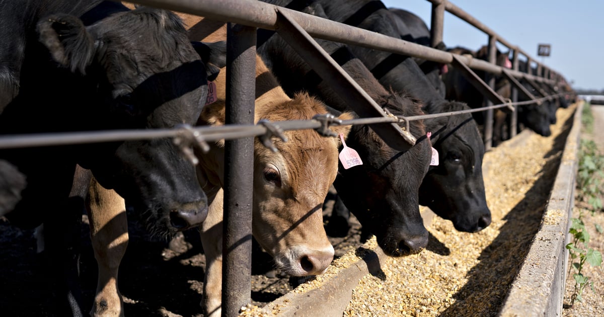 Beef Crops Nutrition considerations for beef production