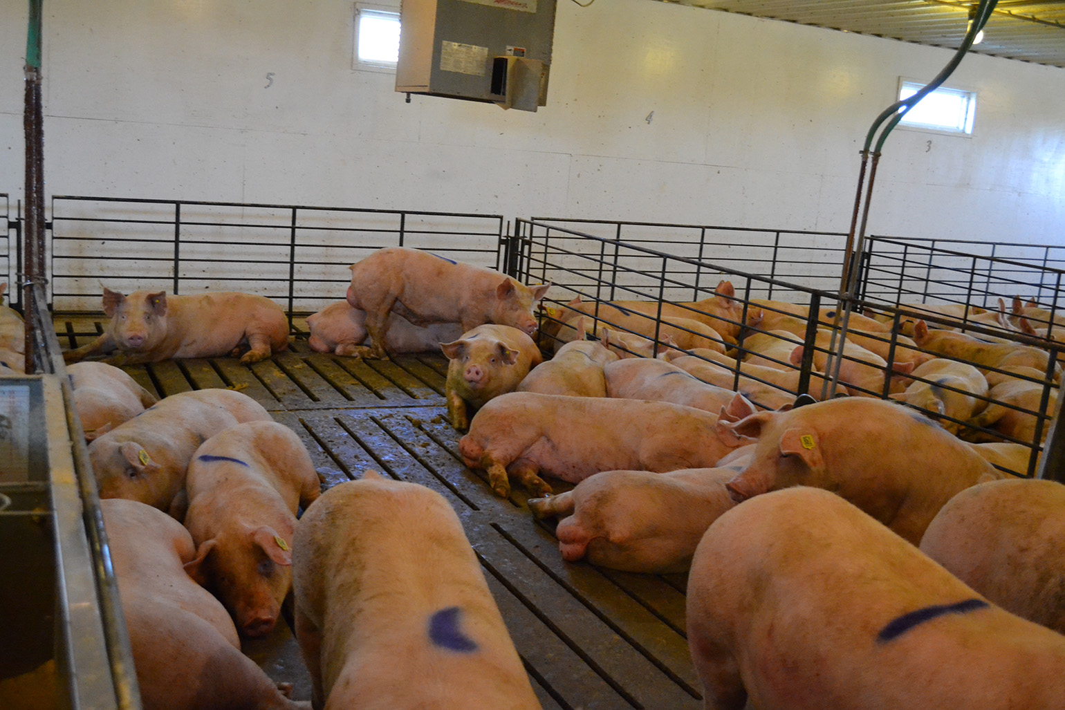 New Method Removes Bacteria From Boar Semen