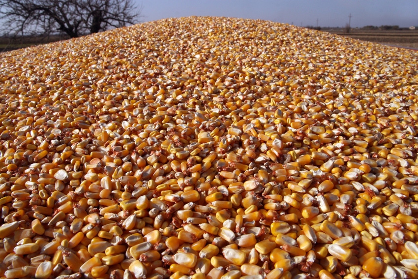 corn kernels in big pile