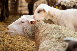 UC Davis sheep ruminants.jpg