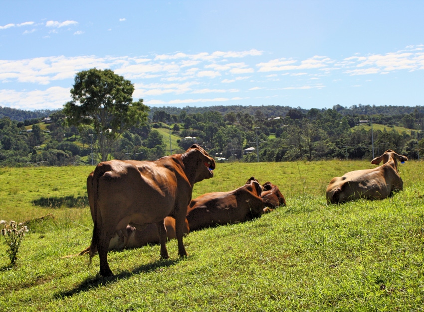 N&H TOPLINE: Water footprint of Canadian beef production shrinking