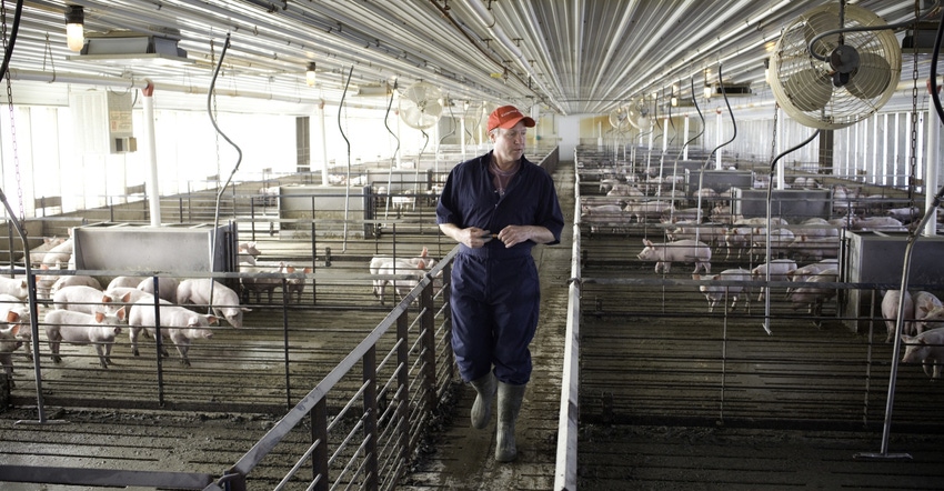 Integrating the Infection/Prevention Chain™ method into the swine herd