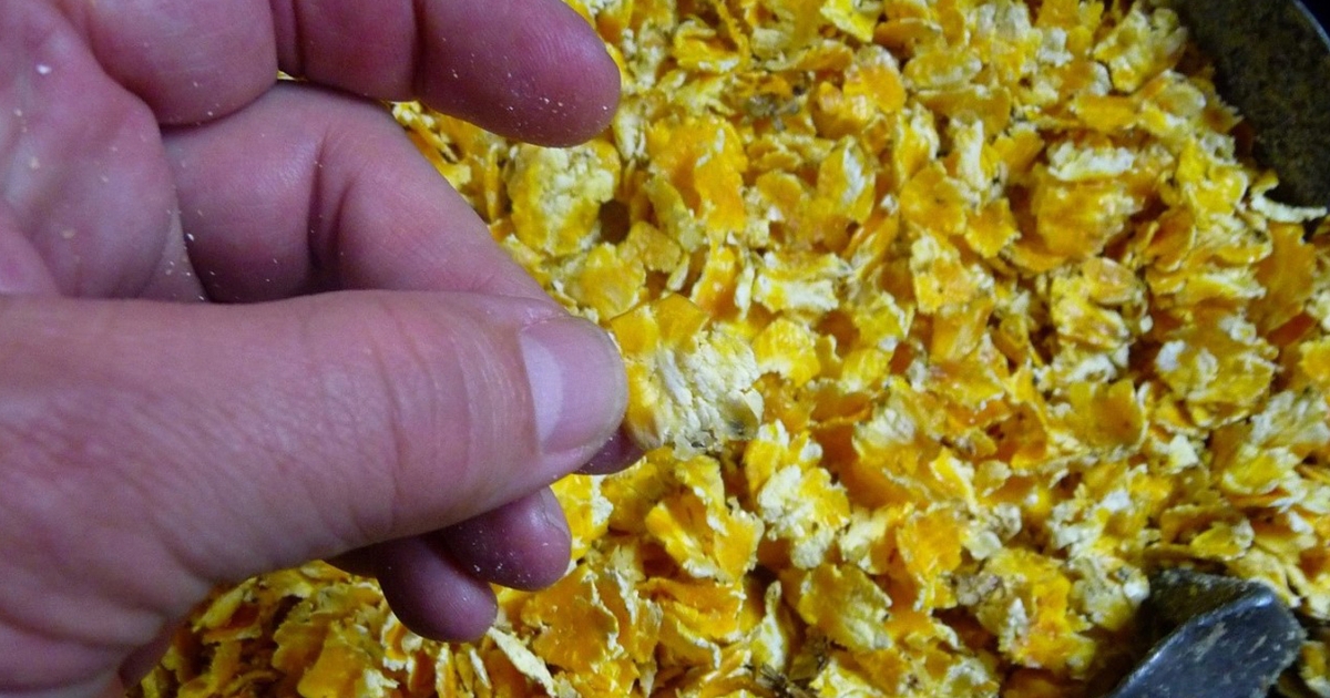 Five tips for making highquality flaked corn for cattle