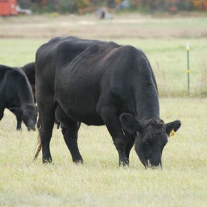 Don’t let cows fall victim to spring nutrient gap