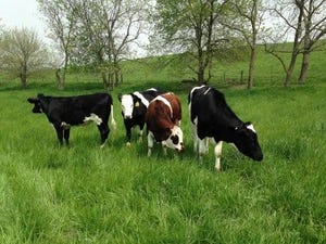Iowa State organic cattle grazing.jpg