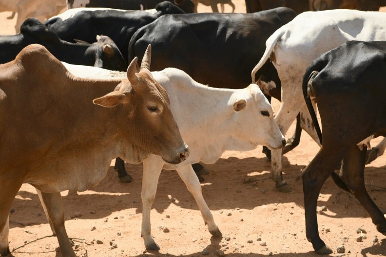 Researchers weigh global cost of animal diseases