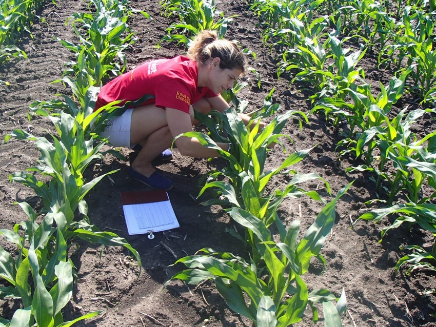 Corn yield model aids nitrogen management