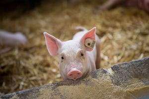 young pig in barn with straw_borevina_iStock_Getty Images-961585720.jpg