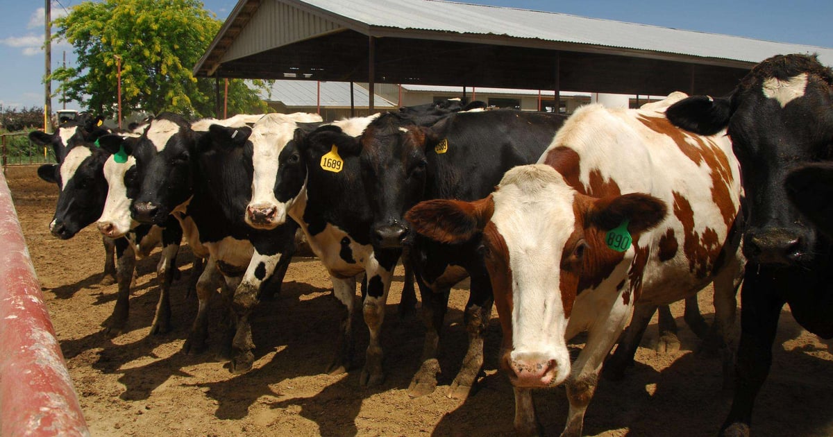 USDA announces $824 million in new funding to protect livestock health
