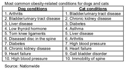 Nationwide dog cat obesity conditions.jpg