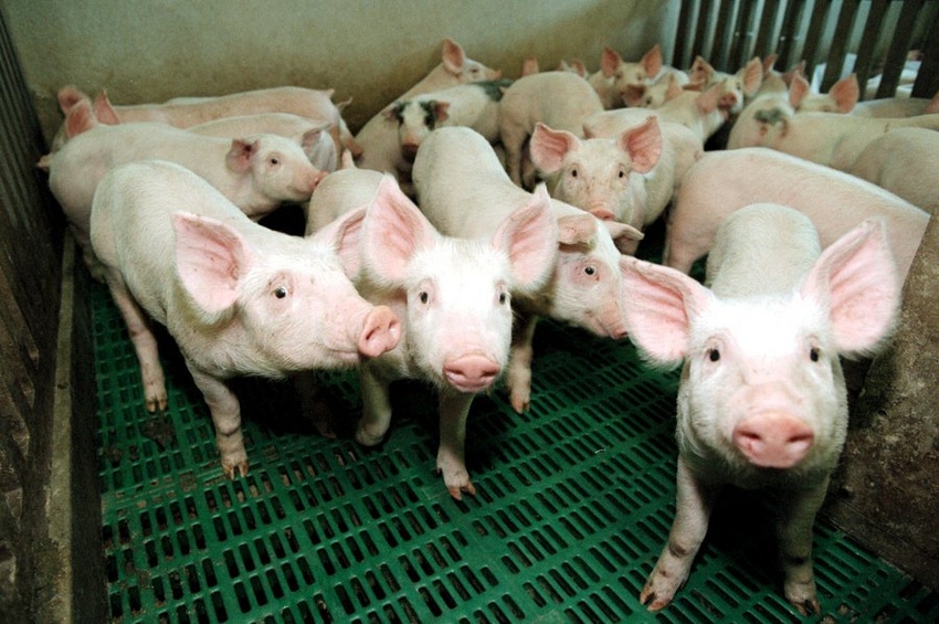 Can glyphosate residues in feed affect farm animal health?