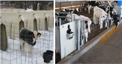 Environment quality in 3 types of calf housing in United Kingdom