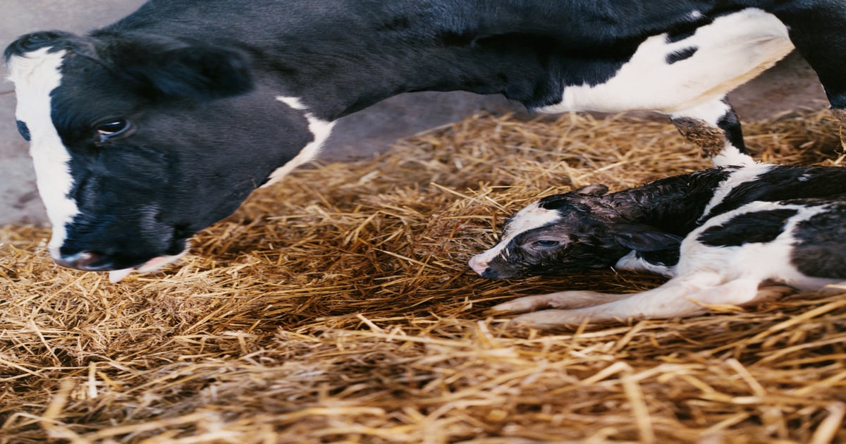Preformed antibodies may help immunize calves against scour pathogens