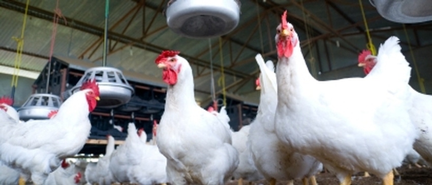 Global animal health sector poised for growth