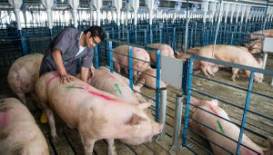 Smithfield fulfills sow housing commitment on company-owned farms