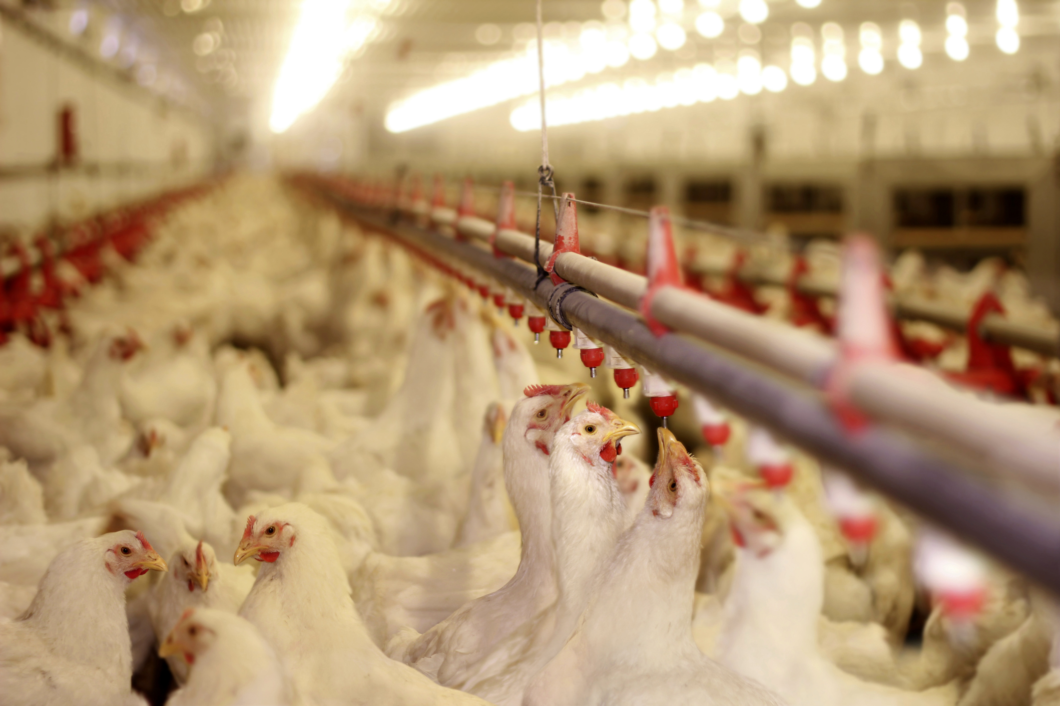 Study quantifies economic impact of U.S. poultry industry