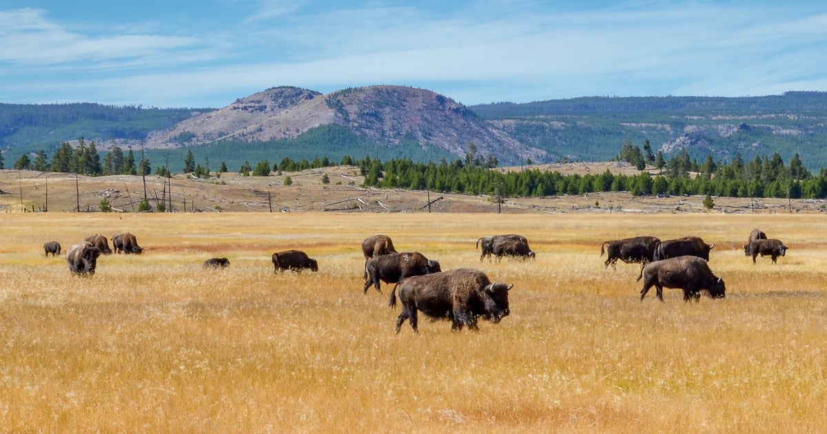APHIS releases updated bison industry report