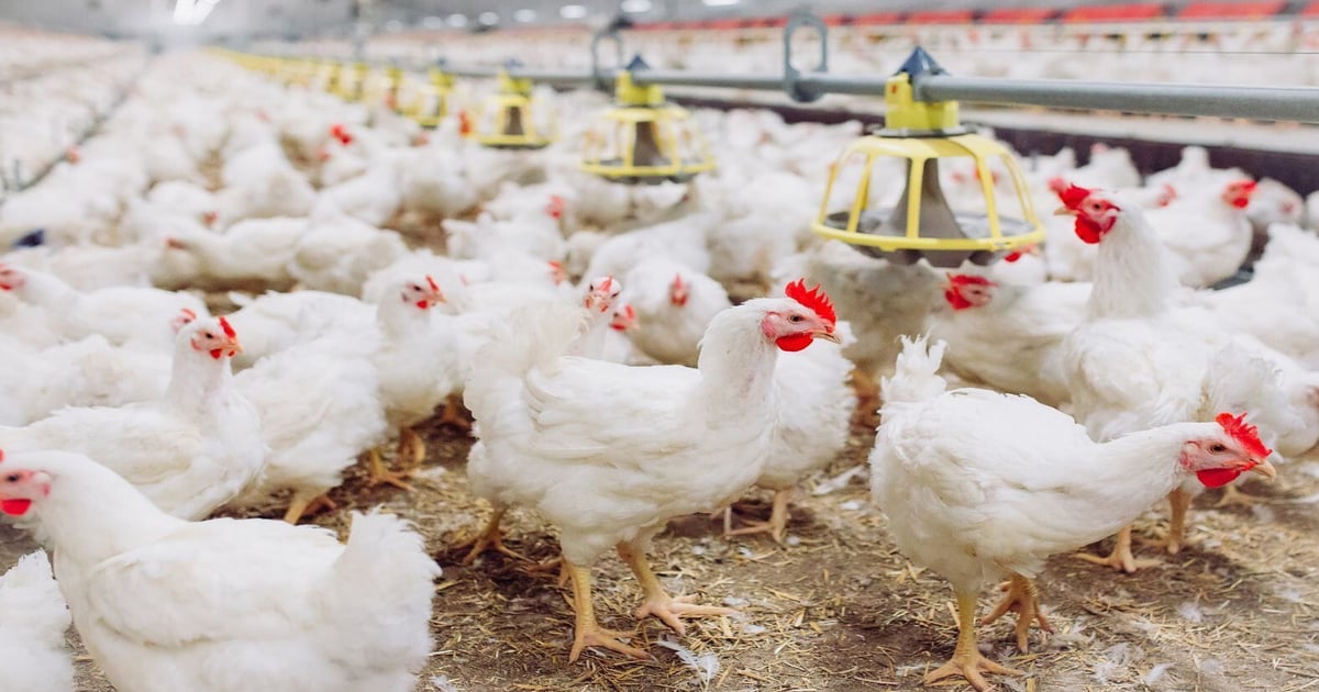 BiomEdit begins final safety trial for poultry biologic