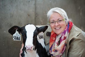 Dairy calves are natural optimists or pessimists