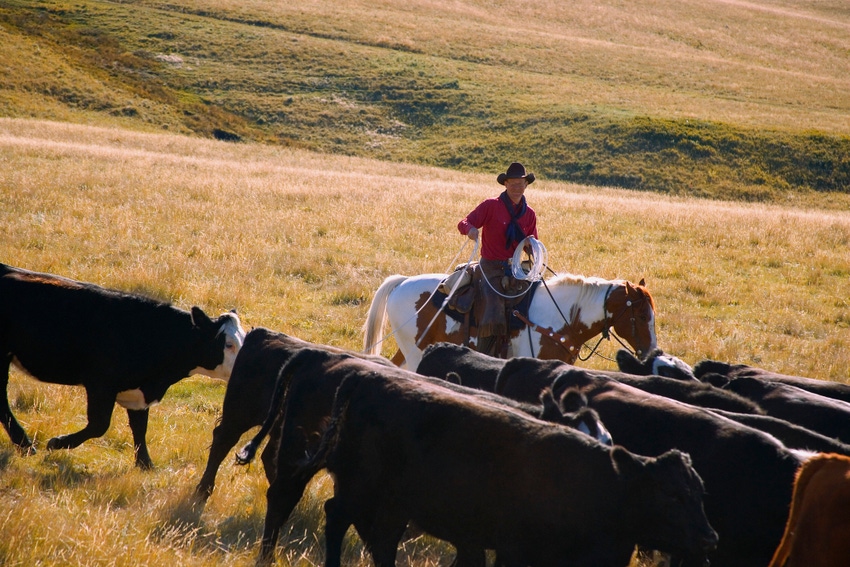 North Dakota investigates bovine TB case