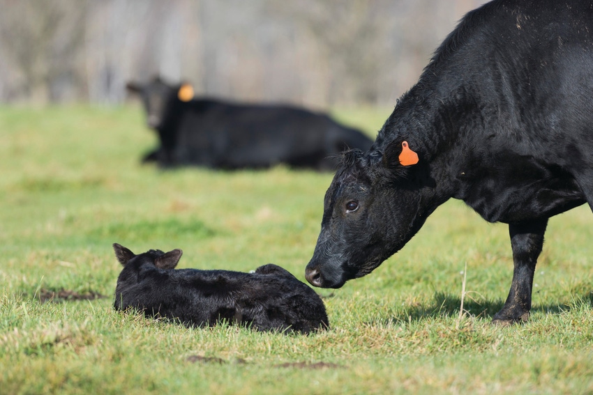 Black Angus cow and calf_SteveOehlenschlager_iStock_Thinkstock.jpg
