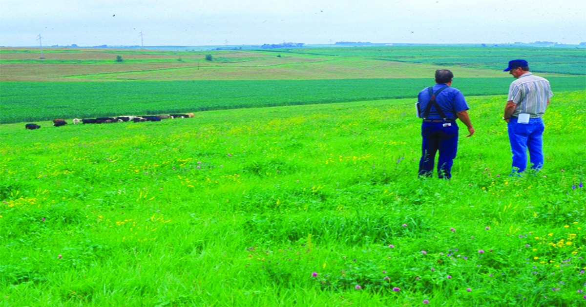 Cargill Introduces Fescue Emt Mineral Defense For Cattle Grazing Fescu 8404