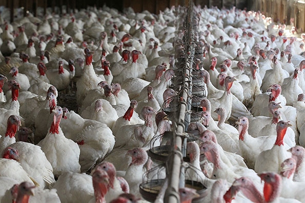 Turkey production lower, prices rising