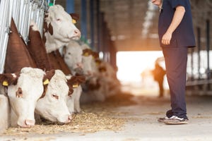 cattle vet and simmental cows_123ducu_iStock_Getty Images-529407998.jpg