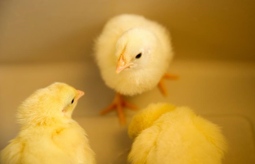 Study suggests backyard chickens need more regulation