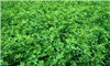 Advancement in developing reduced-lignin alfalfa made