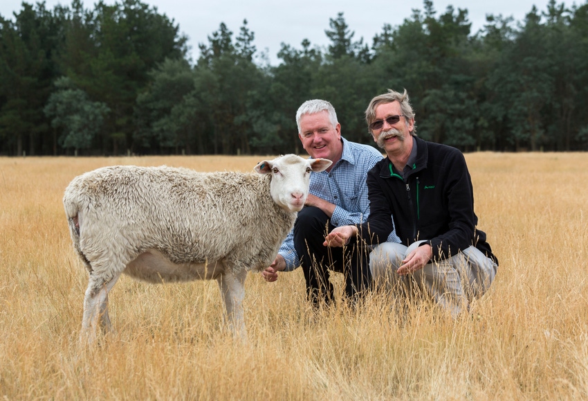 Study of mutant sheep provides new opportunities