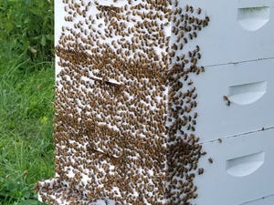 Bees create the 'buzz'