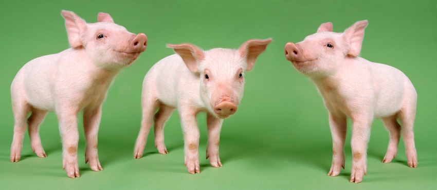 Behavior study shows piglets prefer new toys