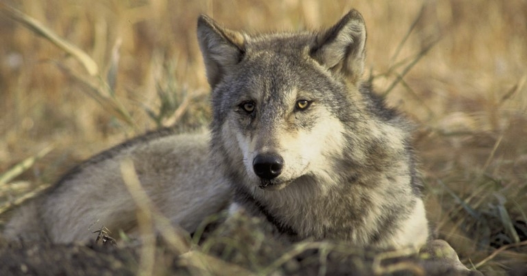 Gray wolf delisted from endangered species list