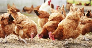 Poultry scientists examine microbes in free-range layer environment