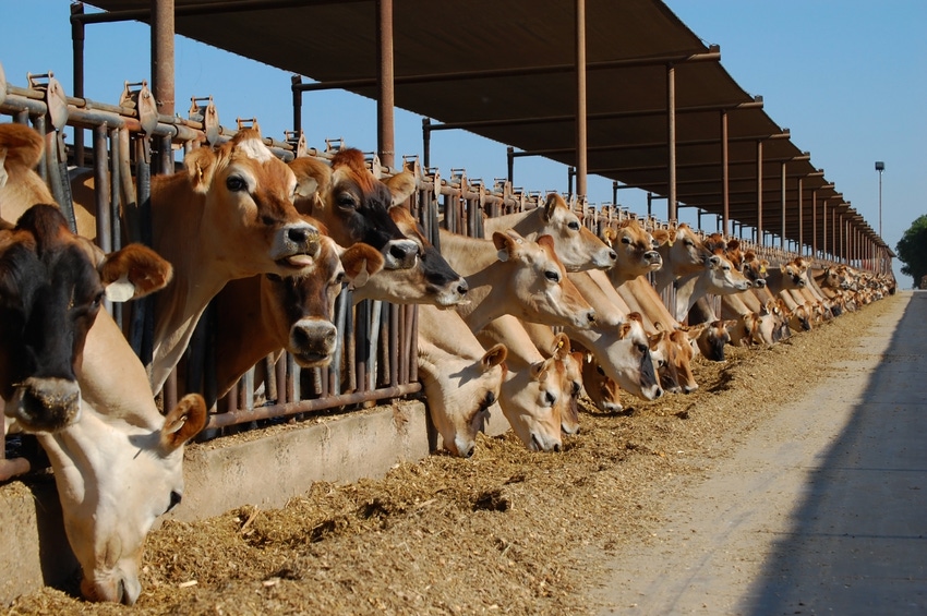 Dairy margin program pays out for May losses