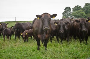 Study shows Angus cattle hold value during market lows